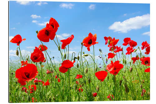 Gallery print Red poppies in green field