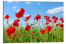 Magnettafel Rote Mohnblumen auf der grünen Wiese