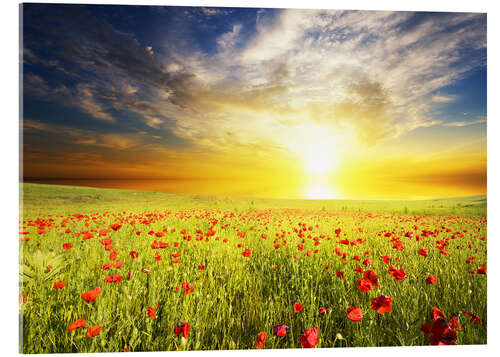 Akryylilasitaulu Field with green grass and red poppies