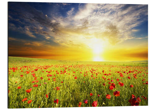 Aluminium print Field with green grass and red poppies