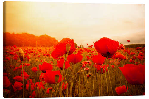 Leinwandbild Rote Mohnblumen im Morgennebel