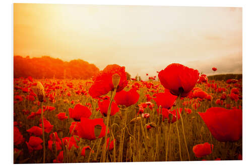 Tableau en PVC Coquelicots rouges et brume de printemps