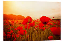 Print på skumplade red poppies in misty dayspring