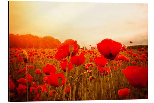 Tableau en plexi-alu Coquelicots rouges et brume de printemps