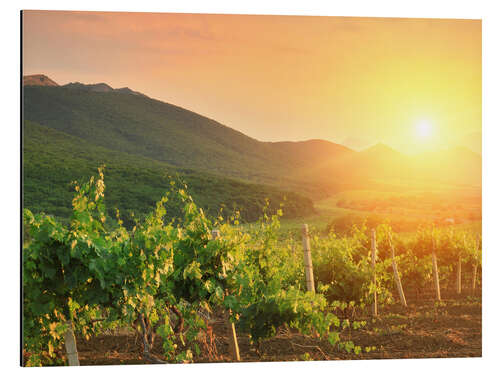 Cuadro de aluminio Vineyards in Sunset