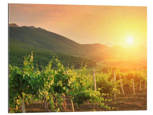 Gallery Print Weinberge im Sonnenuntergang