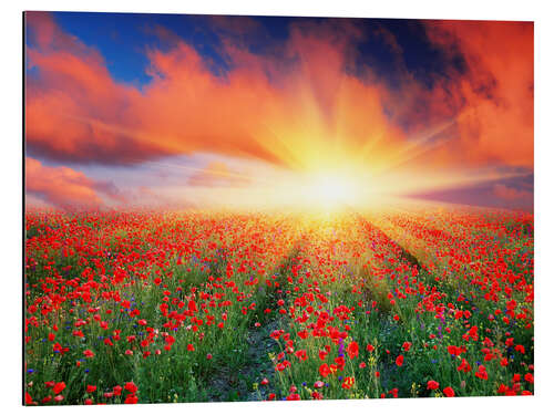 Aluminium print Sunset over a field of red poppies