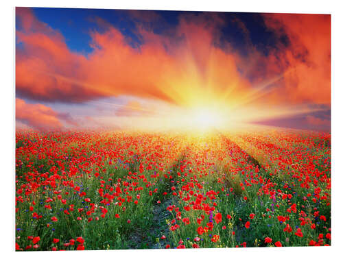 Foam board print Sunset over a field of red poppies