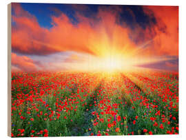 Quadro de madeira Sunset over a field of red poppies