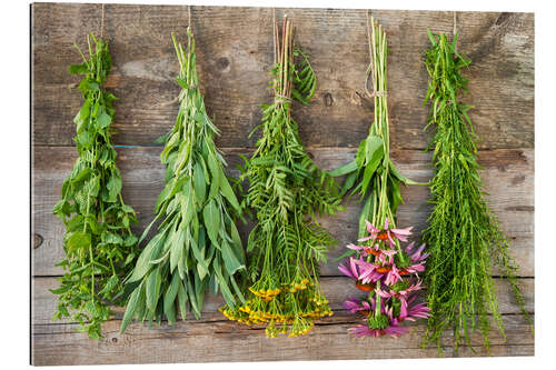 Gallery print Medicinal herbs