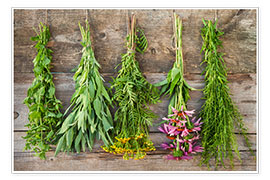 Wall print  Medicinal herbs