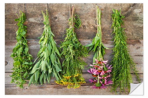 Wall sticker Medicinal herbs