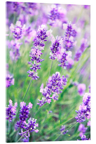 Akrylbillede Lavendelblomster