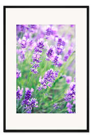 Gerahmter Kunstdruck Lavendelblüten