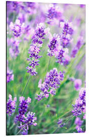 Magnettafel Lavendelblüten