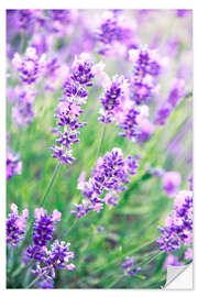 Vinilo para la pared Flores de lavanda