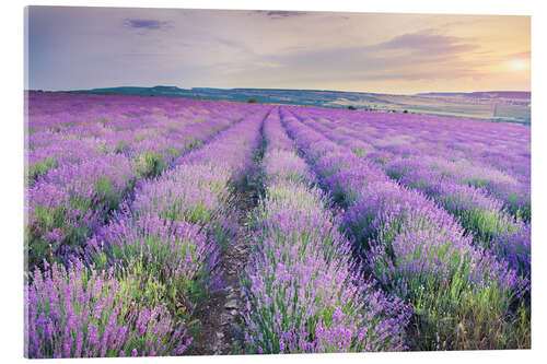 Acrylic print Lavender Meadow at sunset