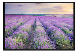 Gerahmter Kunstdruck Lavendel im Sonnenuntergang