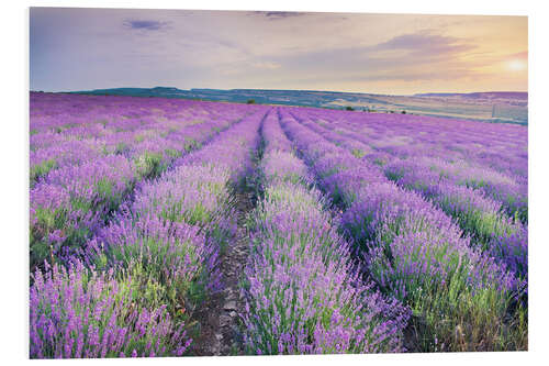 Foam board print Lavender Meadow at sunset