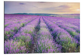 Magnettafel Lavendel im Sonnenuntergang