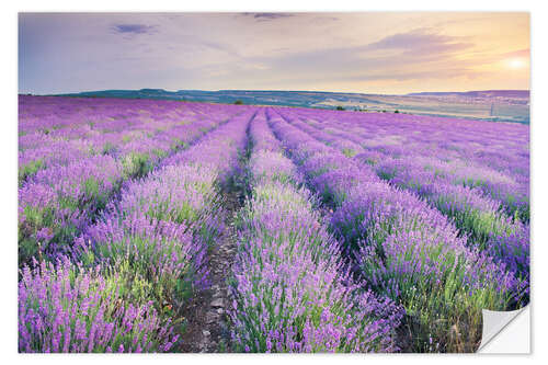 Selvklæbende plakat Lavendel ved solnedgangen