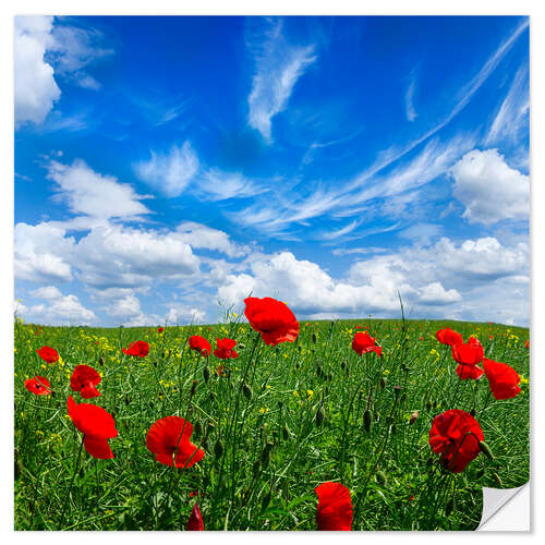 Naklejka na ścianę Red poppies on green field