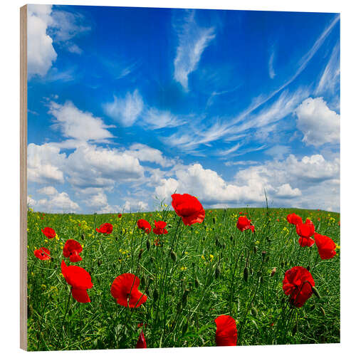 Tableau en bois Coquelicots rouges dans une prairie verte