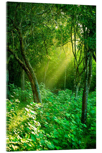 Obraz na szkle akrylowym Sunlight rays in the rain forest in Sri Lanka