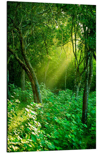 Aluminiumtavla Sunlight rays in the rain forest in Sri Lanka