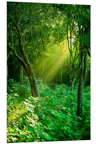 Foam board print Sunlight rays in the rain forest in Sri Lanka