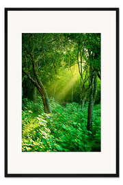 Gerahmter Kunstdruck Tageslichtstrahlen im Regenwald in Sri Lanka