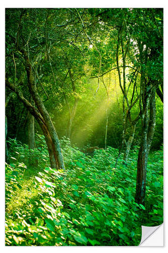 Wall sticker Sunlight rays in the rain forest in Sri Lanka