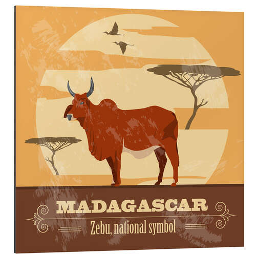 Alubild Madagaskar - Zebu