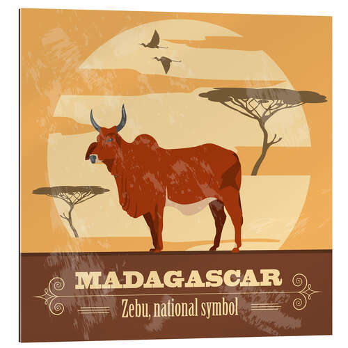 Quadro em plexi-alumínio Madagascar - Zebu