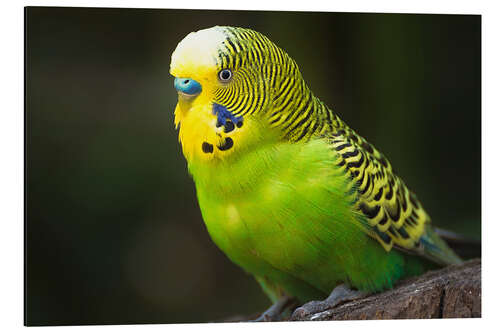 Aluminium print Green budgie