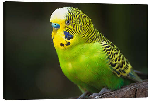 Lærredsbillede Green budgie