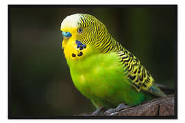 Gerahmter Kunstdruck Grüner Wellensittich