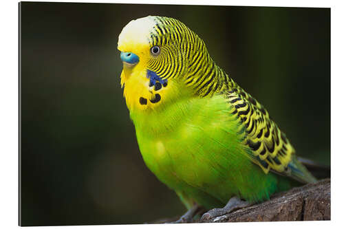 Gallery print Green budgie