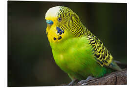 Galleritryk Green budgie