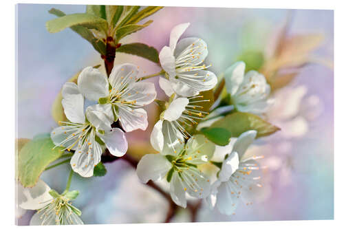 Cuadro de metacrilato Spring Blossoms III