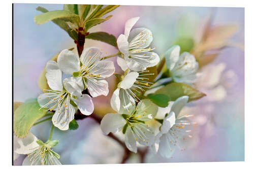 Tableau en aluminium Spring Blossoms III