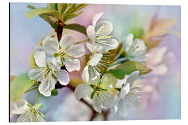 Obraz na aluminium Spring Blossoms III