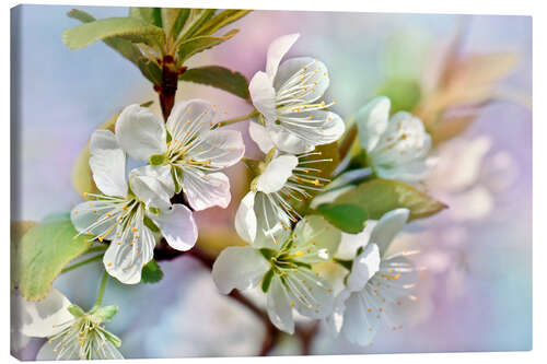 Stampa su tela Spring Blossoms III