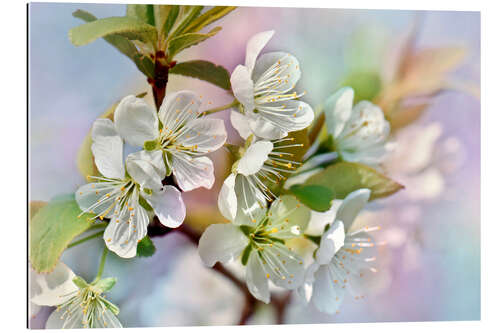 Tableau en plexi-alu Spring Blossoms III