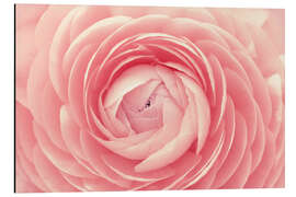 Tableau en aluminium Ranunculus Pink