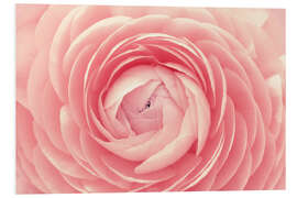 Foam board print Ranunculus Pink