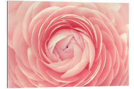 Gallery print Ranunculus Pink