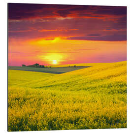 Quadro em alumínio Canola fields in the sunset