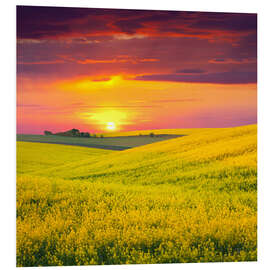 Quadro em PVC Canola fields in the sunset