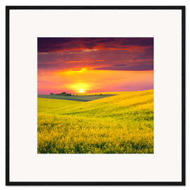 Plakat artystyczny premium w ramie Canola fields in the sunset